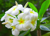 Image of White Flowers Plumeria