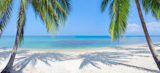 tropical beach with coconut palm
