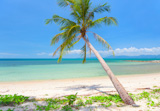 beautiful tropical beach with coconut palm