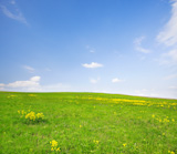 Green field with flowers under blue cloudy sky