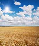 field of wheat and beautiful blue sky