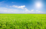 Green field under blue cloudy sky with sun