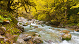 mountain river in autumn forest