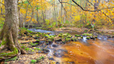 beautiful river in autumn forest