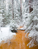snowy forest and water of swamp
