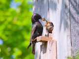starling feed his nestling