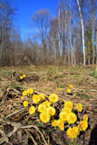 yellow dandelions on spring field