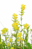 yellow,flowerses,on,white,background
