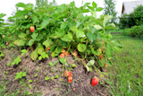 red strawberries in rural vegetable garden