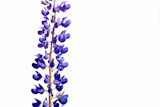 blue,field,lupine,on,white,background