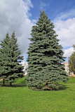 big green fir tree in town park