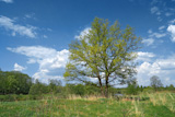 big oak on green summer field
