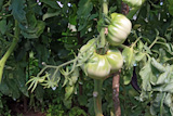 green tomatoes in plastic to hothouse