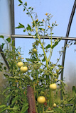 green tomatoes in plastic to hothouse