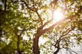 summer tree, natural light, selective focus, made with tilt-shift lens