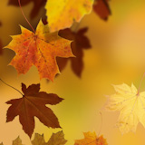 autumnal background with  Maple tree, season design, selective focus