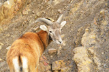 Young mouflon on stony background