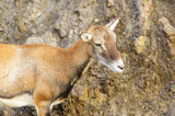 Young mouflon on stony background