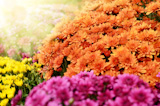 Yellow orange and purple chrysanthemum flowers background