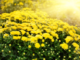 yellow chrysanthemum flowers background