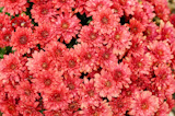Colorful autumnal chrysanthemum  background