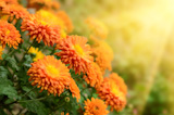 Colorful autumnal chrysanthemum  background