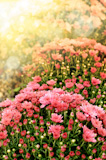 Pink chrysanthemum flowers background