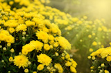 Yellow autumnal chrysanthemum  background