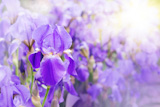 Violet iris against sunlight bright background