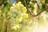 Green grapes on vine ready for crop