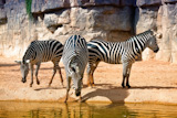 three zebras at the watering photo