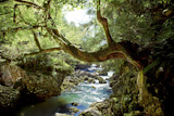 deep forest and river landscape photo