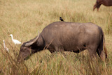 buffalo in the savanne photo