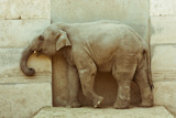 elephant calf over door background photo