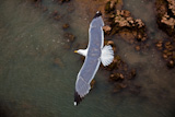 flying seagull close-up photo