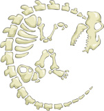 Dinosaur skeleton on a white background, vector