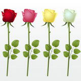 Set from four roses on a white background