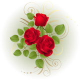 Three red roses on a white background