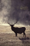 deer+on+misty+field