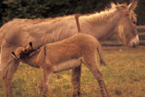 Mother+Donkey+Feeding+a+Baby+Donkey