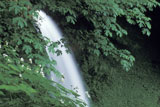 Waterfall+in+the+Forest
