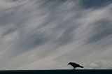 Crow+Perching+Against+Stormy+Sky