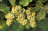 Riesling+Grapes+Growing+on+Vine