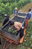 Grape+Harvesters+Working