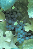 Sauvignon+Blanc+Grapes+Growing+on+Vine