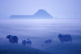 Sheep+Standing+in+Foggy+Field