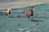 Horses+Running+in+a+Field