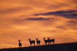 Deer+Standing+on+a+Hill+at+Sunset