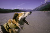 River+Dog+in+Alaska