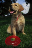 Happy+Puppy+Playing+Frisbee